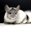 white mosaic predominantly silver chinchilla pictures photos photographs images